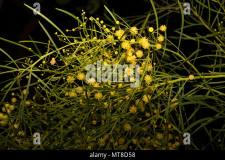 Flinders Range wattle (Acacia iteaphylla) Stockfoto