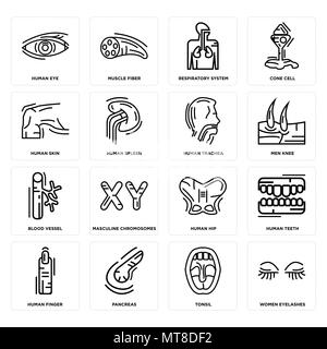 16 Einfache editierbare Ikonen wie Frauen Wimpern, Tonsillen, der Bauchspeicheldrüse, der menschlichen Finger, Zähne, Augen, Haut, Blutgefäße, Luftröhre kann für mobil verwendet werden. Stock Vektor