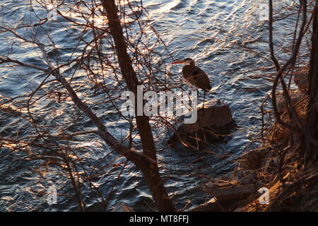 Great Blue Heron Stockfoto