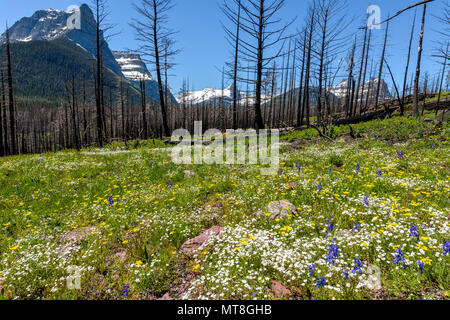 Wildflower Meadow - EINE wildflower Meadow in gebrannt Pinienwald im Glacier National Park, Montana, USA. Stockfoto
