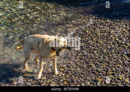 Schull, Irland. Mai 2018. Ein Hund schüttelt nach einem Bad im Wasser in Schull an einem heißen Tag in Schull. Met Éireann hat einen warmen Abend mit trübigen Sonnenschein und der ungeraden Dusche mit Tiefen von 10 bis 14 C. Quelle: AG News/Alamy Live News. Stockfoto