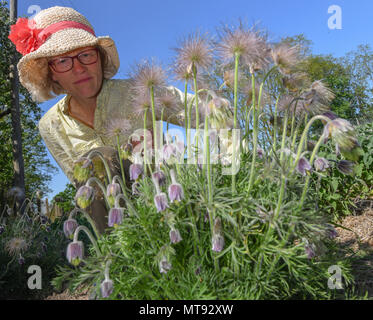 Eingereicht - 08. Mai 2018, Deutschland, Temmen: Uta Kietsch der Firma Wildsamen-Insel (lit. Wild seeds Insel) sitzt hinter blühenden Pulsatilla pratensis (kleine Pasque flower). Der Gärtner Uta Kietsch, Inhaber der Wildsamen-Insel, produziert Samen von Wildpflanzen, um die regionale Artenvielfalt zu erhalten. Foto: Patrick Pleul/dpa-Zentralbild/ZB Stockfoto