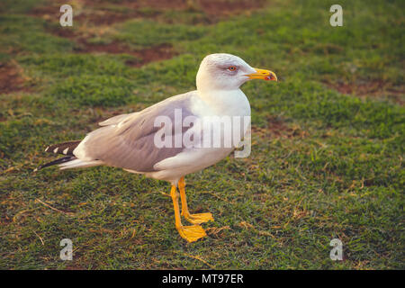 Möwe in Hof der Pinecone. Yellow-legged Gull (Larus michahellis), Vatikanstadt, Vatikan. Vintage Style. Stockfoto