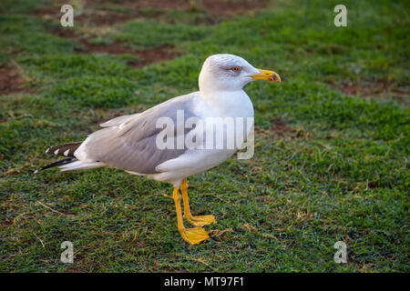 Möwe in Hof der Pinecone. Yellow-legged Gull (Larus michahellis), Vatikanstadt, Vatikan. Stockfoto