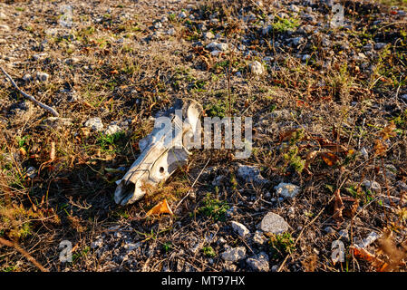 Close-up Hintergrund der Kopf Skelett von Bull auf dem Boden liegt. Stockfoto