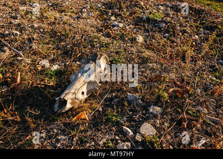 Close-up Hintergrund der Kopf Skelett von Bull auf dem Boden liegt. Stockfoto