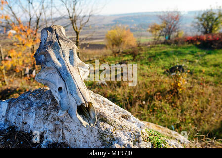Close-up Hintergrund der Kopf Skelett von Bull liegt auf dem Stein vor dem hintergrund der grünen Wiese. Stockfoto