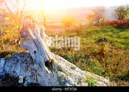 Close-up Hintergrund der Kopf Skelett von Bull liegt auf dem Stein vor dem hintergrund der grünen Wiese. Stockfoto