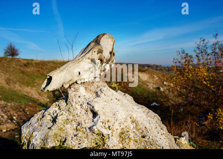 Close-up Hintergrund der Kopf Skelett von Bull liegt auf dem Stein vor dem hintergrund der grünen Wiese. Stockfoto