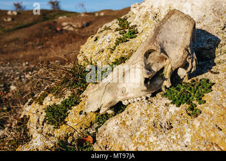 Close-up Hintergrund der Kopf Skelett von Bull liegt auf dem Stein vor dem hintergrund der grünen Wiese. Stockfoto