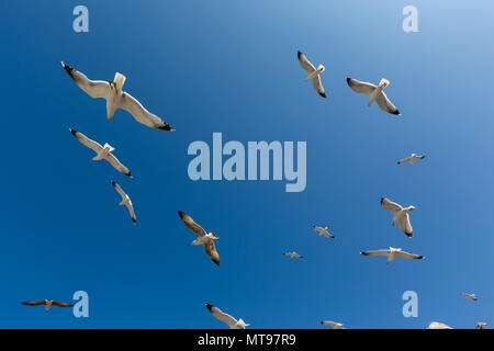 Viele Möwen fliegen gegen den blauen Himmel Stockfoto