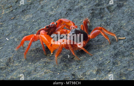 Zwei rote Krabben kämpfen Stockfoto