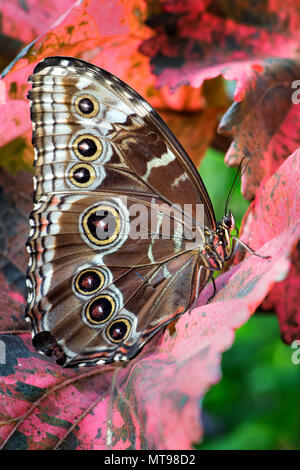 Riesen Eule Schmetterling - Caligo memnon, schöne große Schmetterling aus Mittelamerika Wälder. Stockfoto