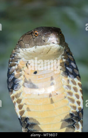 Cobra snake closeup Stockfoto