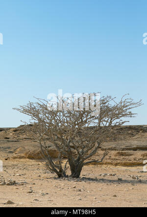 Weihrauch Baum, Dhofar Governatorat, Wadi Dokah, Oman Stockfoto