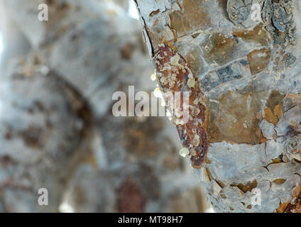 Nahaufnahme einer Weihrauch Baum, Dhofar Governatorat, Wadi Dokah, Oman Stockfoto