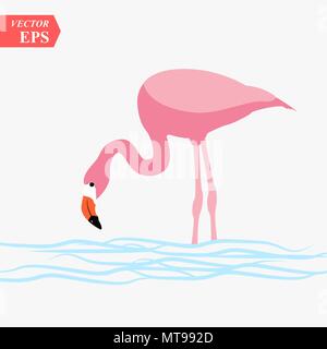 Ein erwachsener rosa Flamingo auf dem Wasser gehen. Auf weissem Hintergrund Stock Vektor