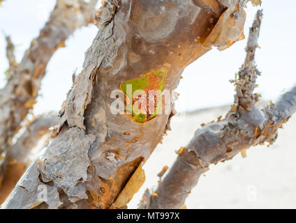 Weihrauch Baum, Dhofar Governatorat, Wadi Dokah, Oman Stockfoto