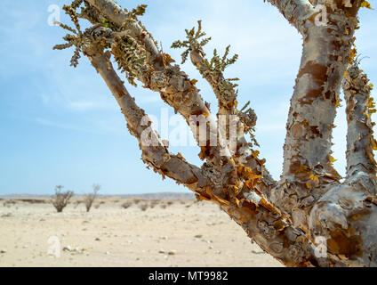 Weihrauch Baum, Dhofar Governatorat, Wadi Dokah, Oman Stockfoto