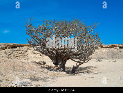 Weihrauch Baum, Dhofar Governatorat, Wadi Dokah, Oman Stockfoto