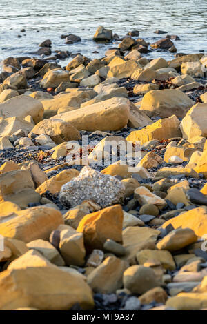 Kimmeridge clay entlang der Strand bei Kimmeridge Bucht an der Jurassic Coast, Dorset, England, Großbritannien Stockfoto