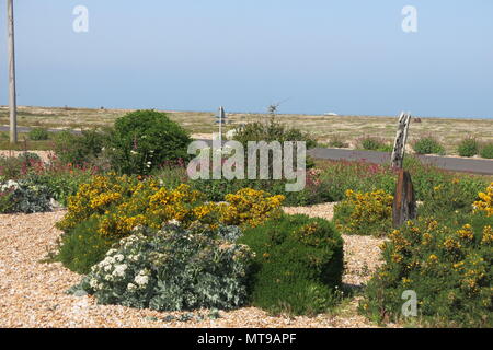 Derek Jarman's berühmten Garten um Prospect Cottage in einem ehemaligen Fischerhaus auf dem Kies in Dungeness, Kent erstellt Stockfoto