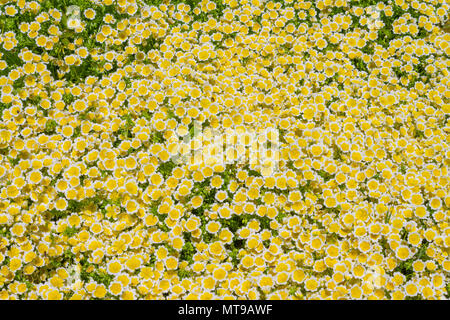 Pochiertes Ei Pflanze, Limnanthes maculata, die den Boden in dichten Büscheln mit gelben und weißen Blüten im Frühsommer. Stockfoto