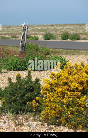 Derek Jarman's berühmten Garten um Prospect Cottage in einem ehemaligen Fischerhaus auf dem Kies in Dungeness, Kent erstellt Stockfoto