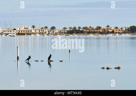 Zwei grosse Kormorane (Phalacrocorax carbo) ruhen auf Estany des Peix marine Lagune in Ses Salines Naturpark (Formentera, Balearen, Spanien) Stockfoto