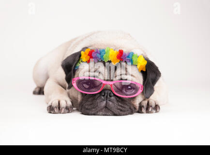 Adorable erbärmliche Mops Welpe Hund, liegen flach. Tragen hawaiian Flower Garland und rosa Sonnenbrille, auf weißem Hintergrund Stockfoto