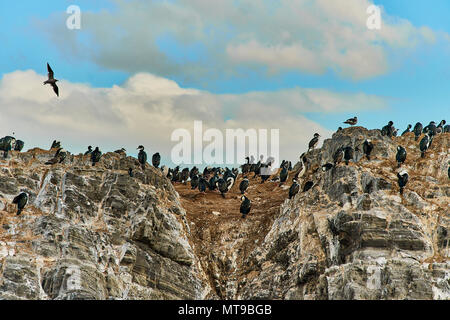 Seelöwen und ein Vogel auf einer kleinen Insel in den Beagle Kanal. Argentinische Patagonien im Herbst Stockfoto