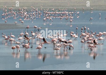 Flamingos Aalen in Lake Manyara Stockfoto