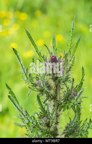 Marsh Thistle/Cirsium palustre beginnen zu blühen. Wächst 6-7 m hoch ausbreiten wie reift während der Vegetationsperiode. Stiele essbar. Schmerzhafte Metapher. Stockfoto