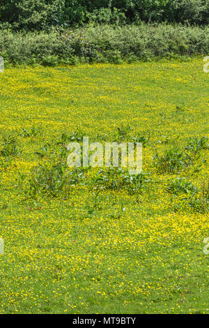 Bereich der invasiven kriechenden Hahnenfuß Ranunculus repens / an einem sonnigen Tag im Sommer. Invasive Unkräuter/invasive Pflanzen Konzept, Sommer Wiese, Wiesenblumen. Stockfoto