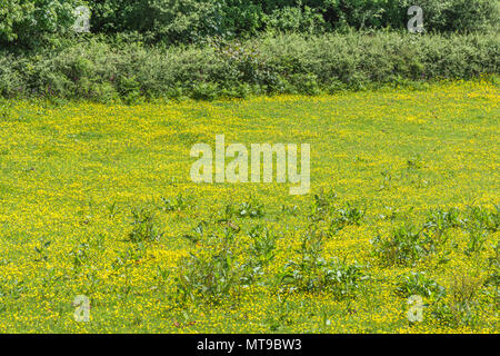 Bereich der invasiven kriechenden Hahnenfuß Ranunculus repens / an einem sonnigen Tag im Sommer. Invasive Unkräuter/invasive Pflanzen Konzept, Sommer Wiese, Wiesenblumen. Stockfoto