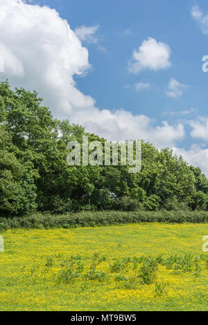 Bereich der invasiven kriechenden Hahnenfuß Ranunculus repens / an einem sonnigen Tag im Sommer. Invasive Unkräuter/invasive Pflanzen Konzept, Sommer Wiese, Wiesenblumen. Stockfoto