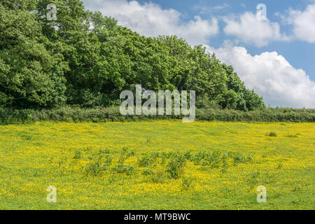 Bereich der invasiven kriechenden Hahnenfuß Ranunculus repens / an einem sonnigen Tag im Sommer. Invasive Unkräuter/invasive Pflanzen Konzept, Sommer Wiese, Wiesenblumen. Stockfoto