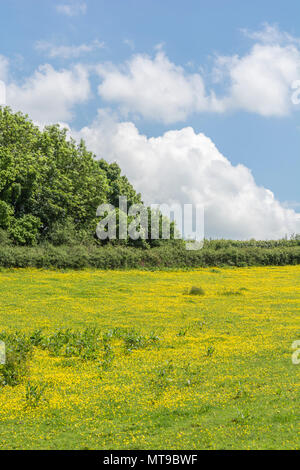 Bereich der invasiven kriechenden Hahnenfuß Ranunculus repens / an einem sonnigen Tag im Sommer. Invasive Unkräuter oder invasive Pflanzen Konzept, Sommer Wiese, Blumen Stockfoto