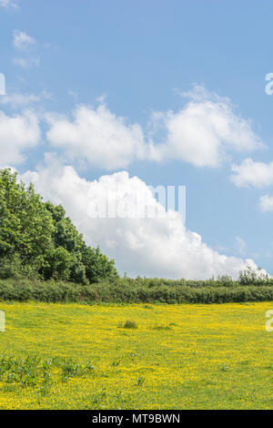 Bereich der invasiven kriechenden Hahnenfuß Ranunculus repens / an einem sonnigen Tag im Sommer. Invasive Unkräuter/invasive Pflanzen Konzept, Sommer Wiese, Wiesenblumen. Stockfoto