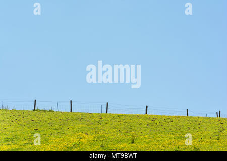 Bereich der invasiven Schleichende Ranunkeln/Ranunculus repens an einem sonnigen Sommertag. Invasive Unkräuter oder invasive Pflanzen Konzept, im Sommer Wiese. Stockfoto