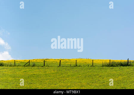 Bereich der invasiven Schleichende Ranunkeln/Ranunculus repens an einem sonnigen Sommertag. Invasive Unkräuter oder invasive Pflanzen Konzept, im Sommer Wiese. Stockfoto