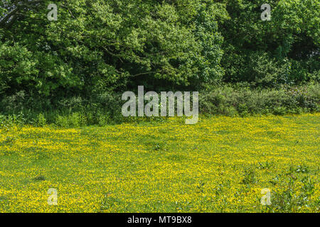 Bereich der invasiven kriechenden Hahnenfuß Ranunculus repens / an einem sonnigen Tag im Sommer. Invasive Unkräuter/invasive Pflanzen Konzept, Sommer Wiese, Wiesenblumen. Stockfoto