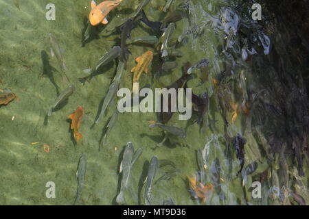 Aquarium Fische schwimmen in einem Park, Dinajpur, Bangladesch Stockfoto