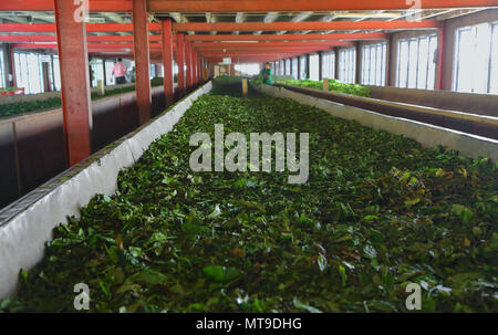Die Fermentation der Teeblätter Stockfoto