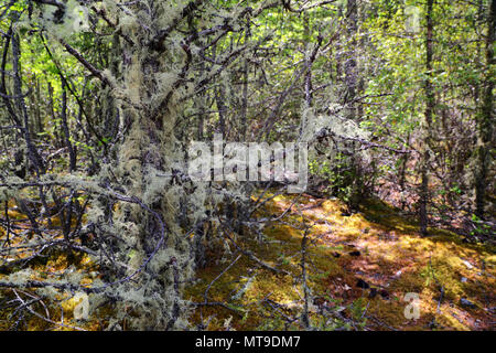 Usnea filamentösen auf Ästen Stockfoto