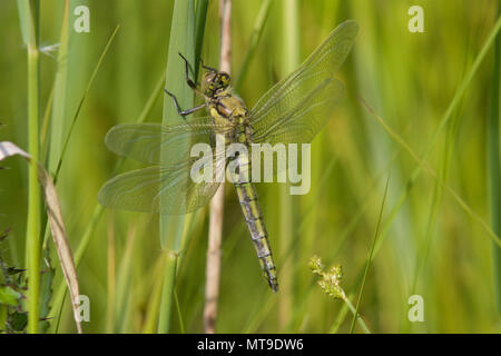 Eine neu entstandene Black-tailed Skimmer, Dragonfly, Orthetrum Cancellatum, am frühen Morgen die Sonne, trocknen seiner neuen Flügel nach seinen ersten Flug. Stockfoto