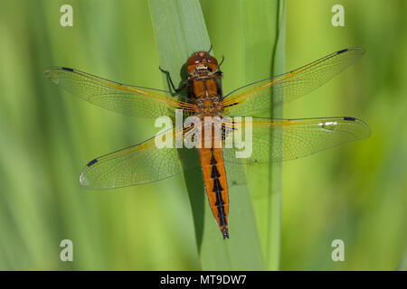 Eine knappe Chaser, Libellula fulva, ruht auf einer Pflanze Blatt im frühen Frühling Sonnenschein. Stockfoto