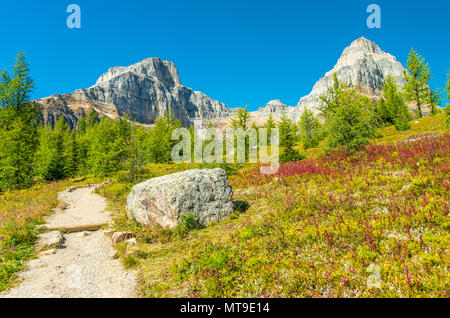 Die Spur, die den Sattel am Sentinel Pass, herrliche Wanderung in der Lake Louise Gegend der Rocky Mountains. Bäume, Blumen, Boulder, wolkenlosen Himmel Stockfoto