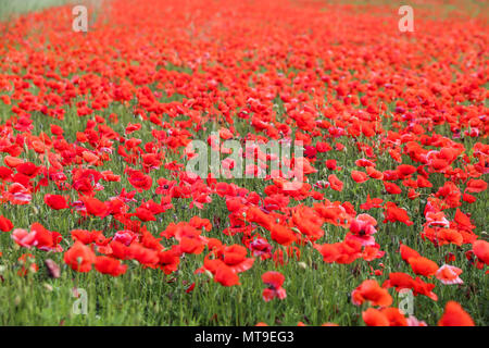 Mohnblume-Feld Stockfoto