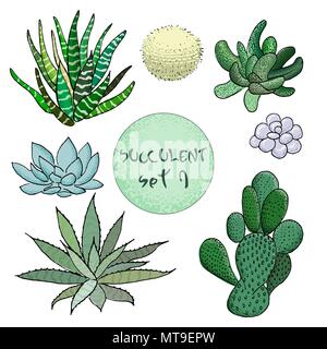 Sukkulenten Kakteen Sammlung. Agave, Aloe, gastraea, haworthia, echeveria, Pachyphytum, Feigenkaktus, Stock Vektor